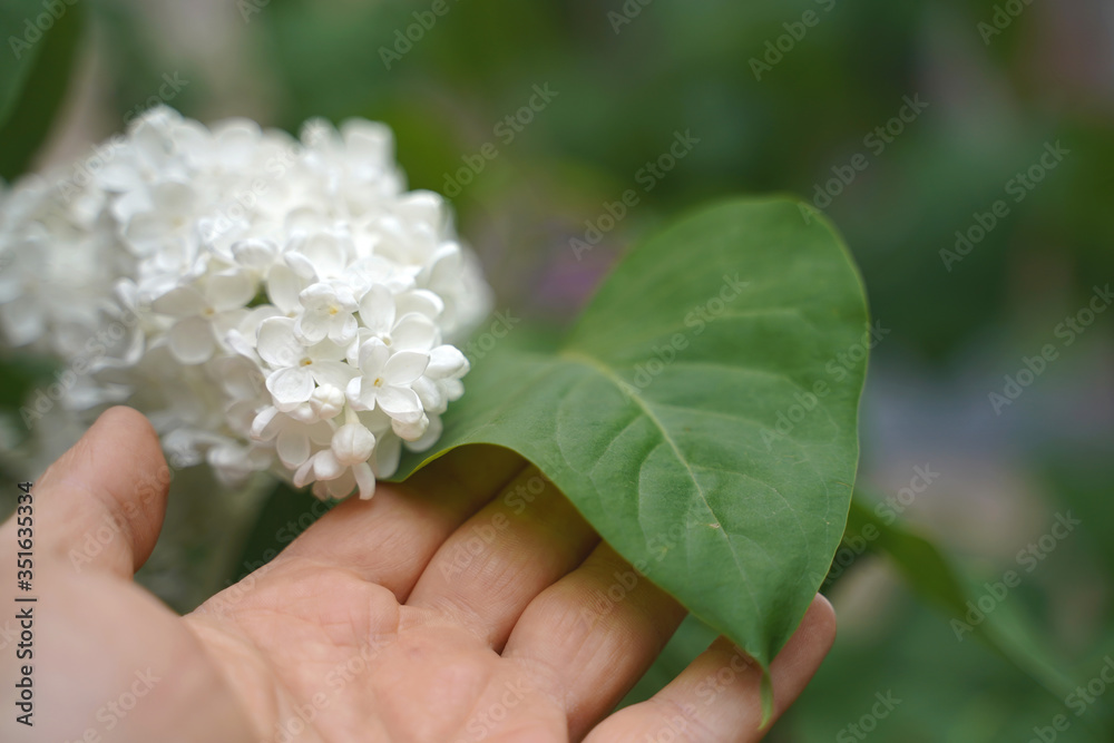 hand holding white lilac and green leaves. concept of love of nature. selective focus. hand holding white lilac and green leaves. concept of love of nature. selective focus.
