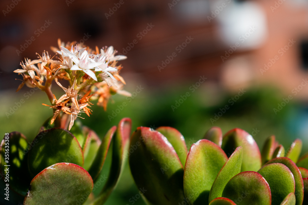 white flower on green