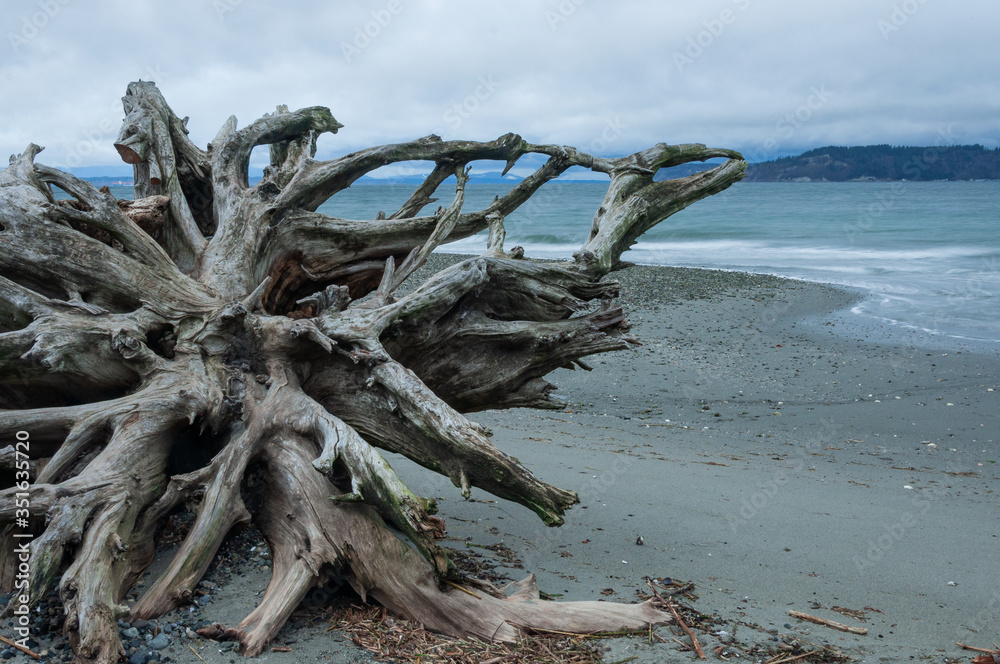 Cedar tree wood roots in Picnic Point area, WA, USA Cedar tree wood roots in Picnic Point area, WA, USA