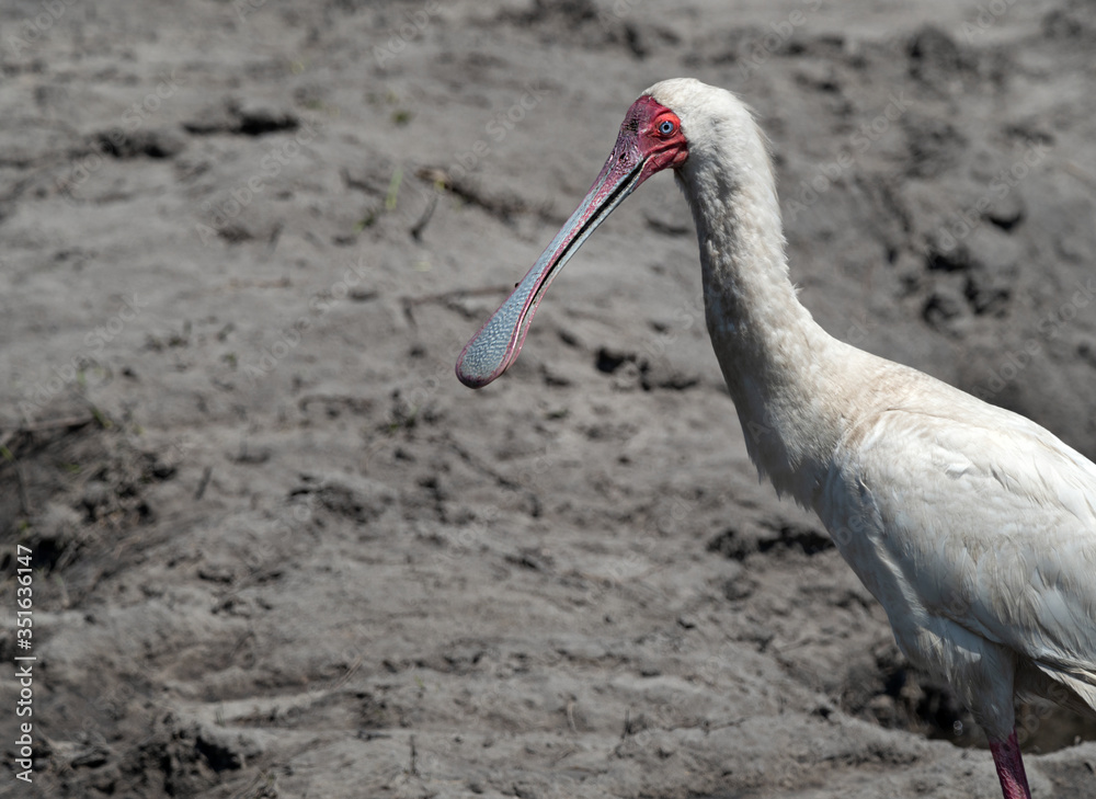 Fototapeta premium Closeup of an African Spoonbill (Platalea alba) standing on the sand of a river bank, Botswana