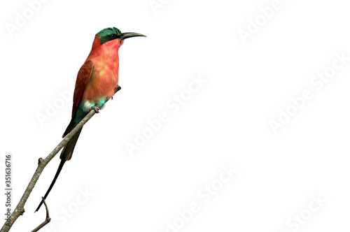 Wildlife photo of a Southern Carmine Bee-eater (Merops nubicoides) perched on a branch on a white background, Namibia