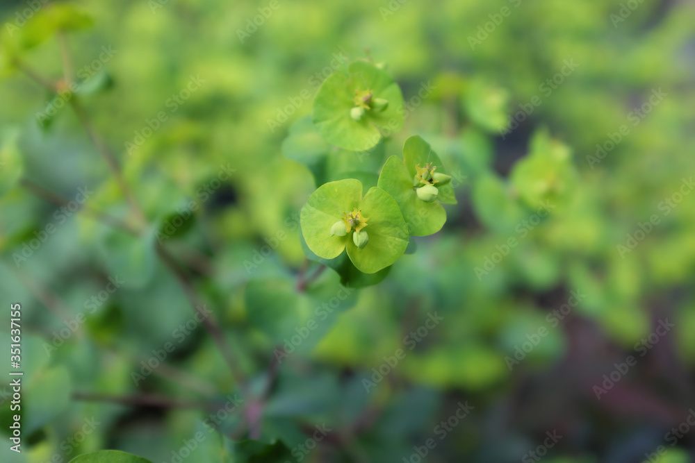 Euphorbia amygdaloides (Purpurea), outdoor plants 2020