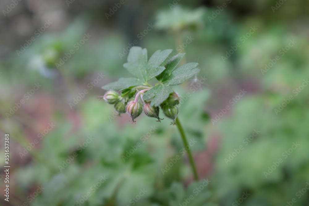 Geranium cantabrigiense (St. Ola), outdoor plants 2020 Geranium cantabrigiense (St. Ola), outdoor plants 2020