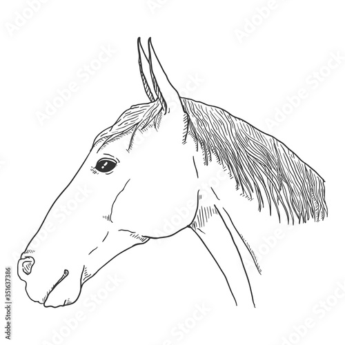 Vector Sketch Horse Head.