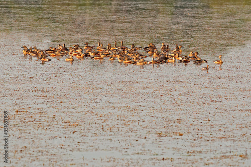Lesser whistling duck, Dendrocygna javanica, lake in Sri Lanka, Asia. Flock of bird on the lake water. Duck in water surface. Wildlife in Sri Lanka, bird group. © ondrejprosicky