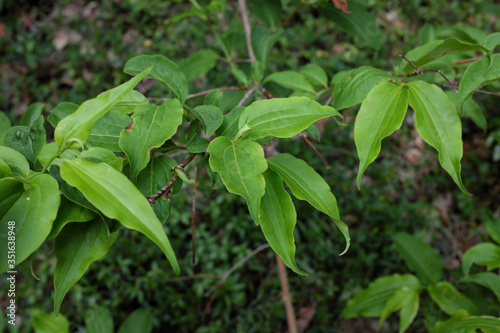 Heptacodium miconioides (Caprifoliaceae), outdoor plants 2020