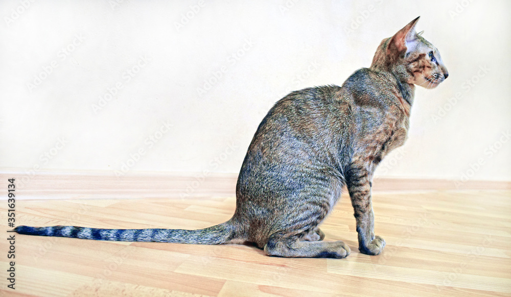 Gray-brown striped oriental cat with light yellow-green eyes sits on a beige floor. Photo of shorthair, long, eared and thoroughbred animal. Cute pet.