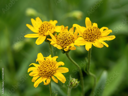 Close view of yellow Arnica(Arnica Montana) herb blossom.Shallow depth of field photo