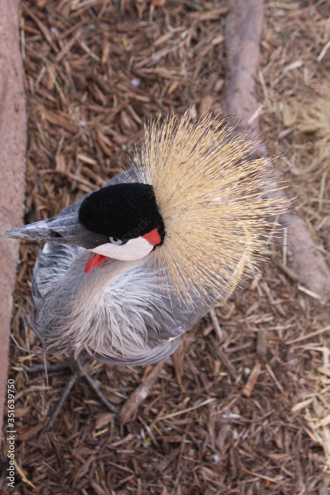 Fototapeta premium Bird Crane