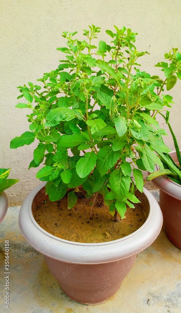 Foto de Ocimum tenuiflorum plant, commonly known as holy basil, tulasi