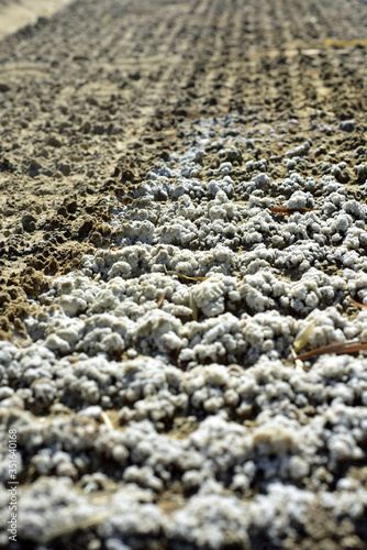 Salt soil crust caused by the leaching photo