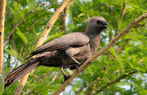 Closeup of a Grey Go-away-bird (Corythaixoides concolor) perched on a branch, Namibia