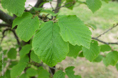 Fotografie Hamamelis mollis OLIV. (Hamamelidaceae), outdoor plants 2020