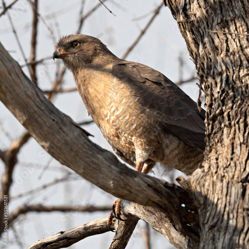 Closeup of a juvenile Dark Chanting-Goshawk (Melierax metabates) perched on a tree, Namibia photo