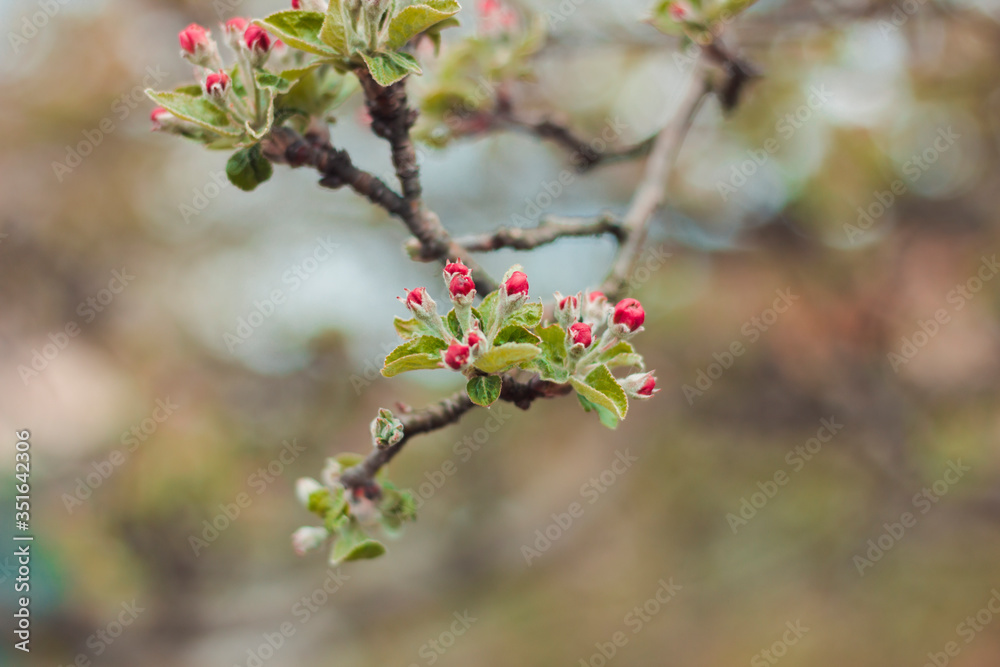 Apple tree blossom in spring. Pink buds and green leaves. Spring background. Space for text. 