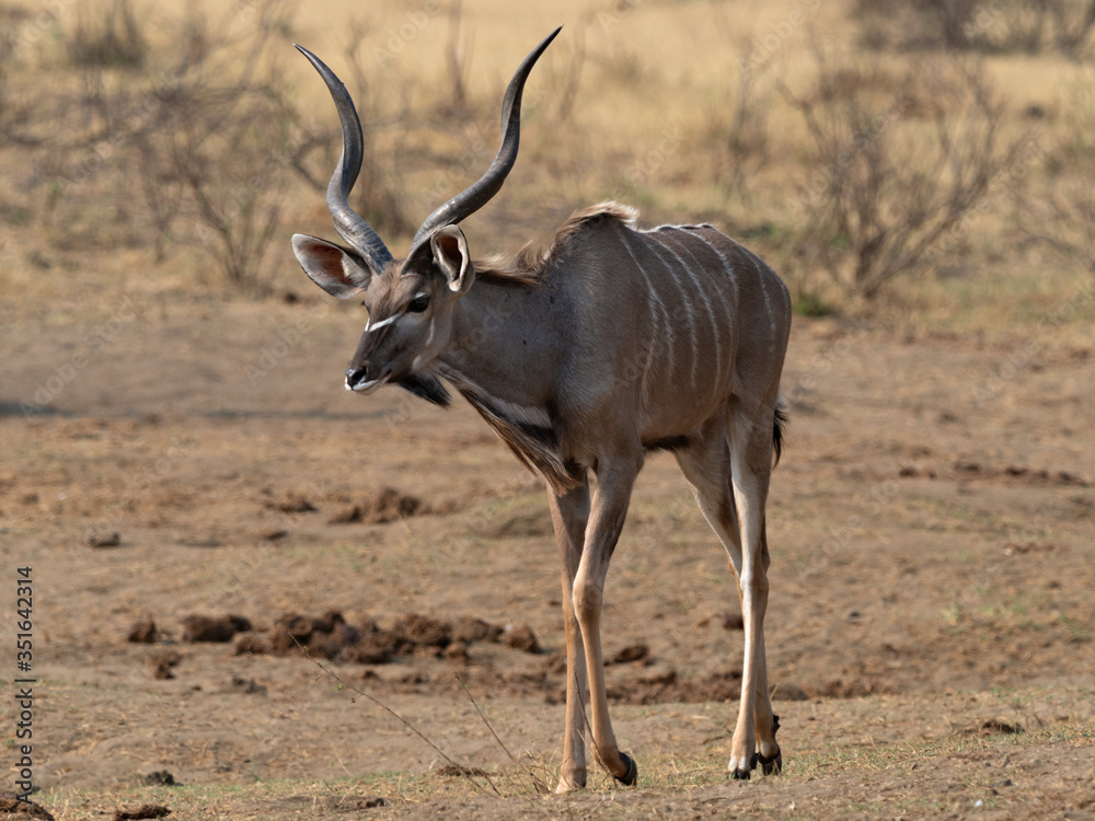 Closeup of a male Greater Kudu (Tragelaphus strepsiceros) with long twisted horns walking through the savanna of Namibia
