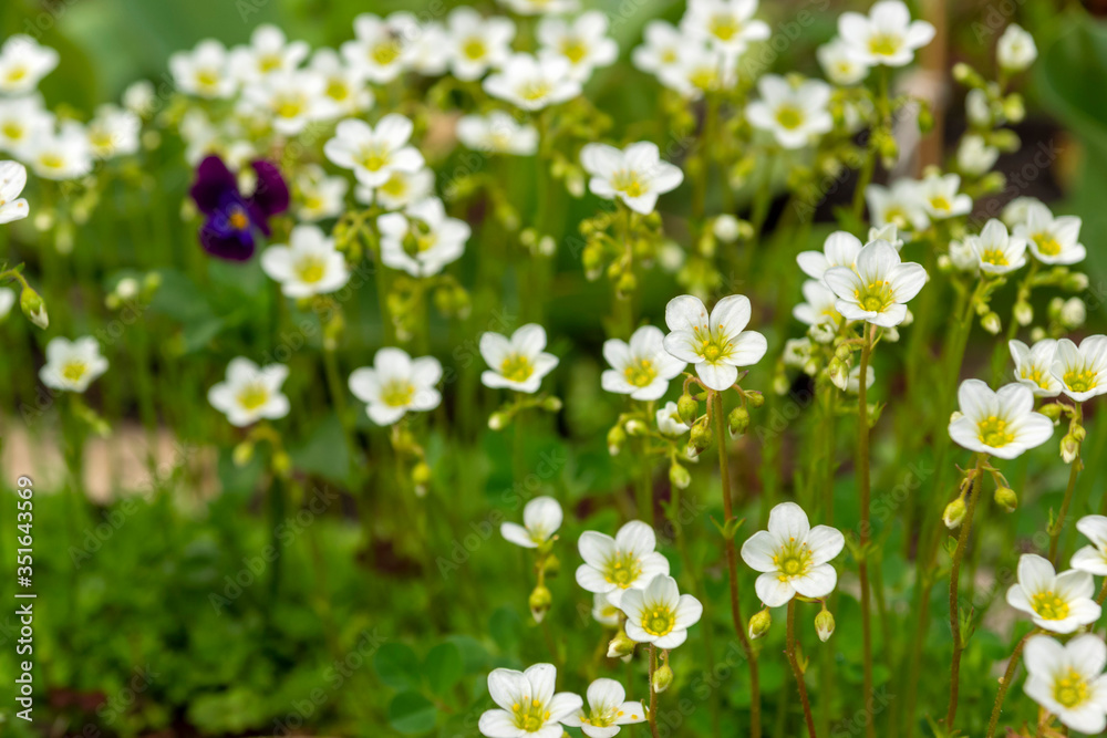small white flowers on a green blurred background small white flowers on a green blurred background