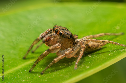 spider small