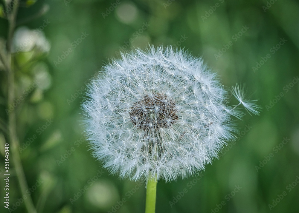 Fototapeta premium Pusteblume Löwenzahn