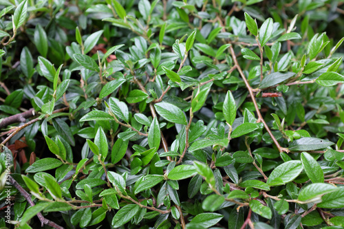 Cotoneaster salicifolius Franch. (Rosaceae), outdoor plants 2020 © cristographic