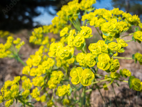 Euphorbia cyparissias_Spurge detail view photo