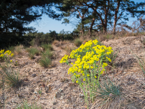 Euphorbia cyparissias_Spurge on a slope