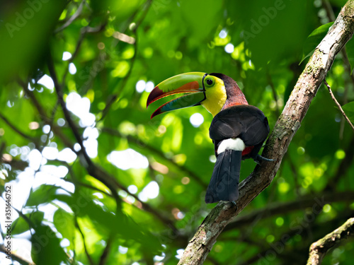 Calling Keel-billed Toucan (Ramphastos sulfuratus) perched on a branch in the tropical rainforest of Costa Rica photo