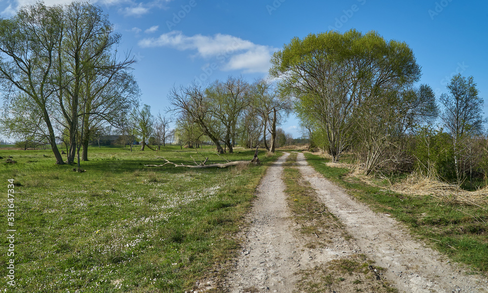 unfixed rural lane on the island Elsflether Sand in the river Weser (Germany) surrounded by fresh green meadows and large trees on a bright and sunny spring day with vivid blue sky and white clouds.