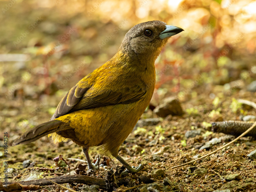 Closeup of a female Passerini's Tanager (Ramphocelus passerinii) sitting on the ground, Costa Rica Closeup of a female Passerini's Tanager (Ramphocelus passerinii) sitting on the ground, Costa Rica
