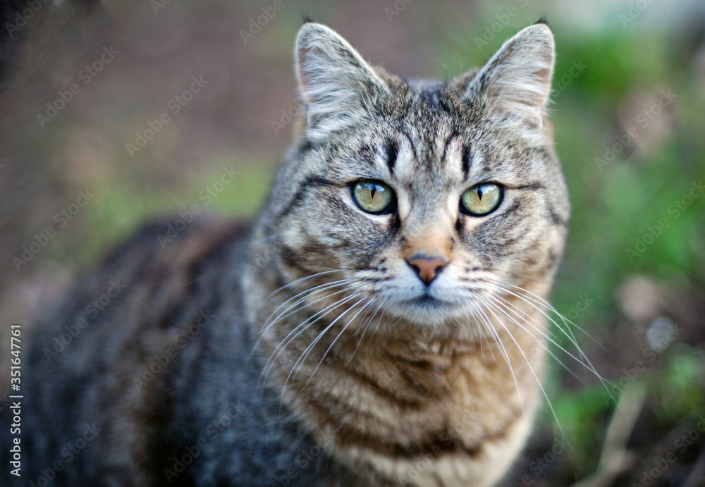 Portrait of a cat with green eyes.