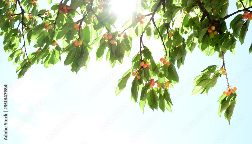 Hintergrund Kirschbaum mit roten Kirschen und Sonnenstrahlen, die durch die Zweige brechen