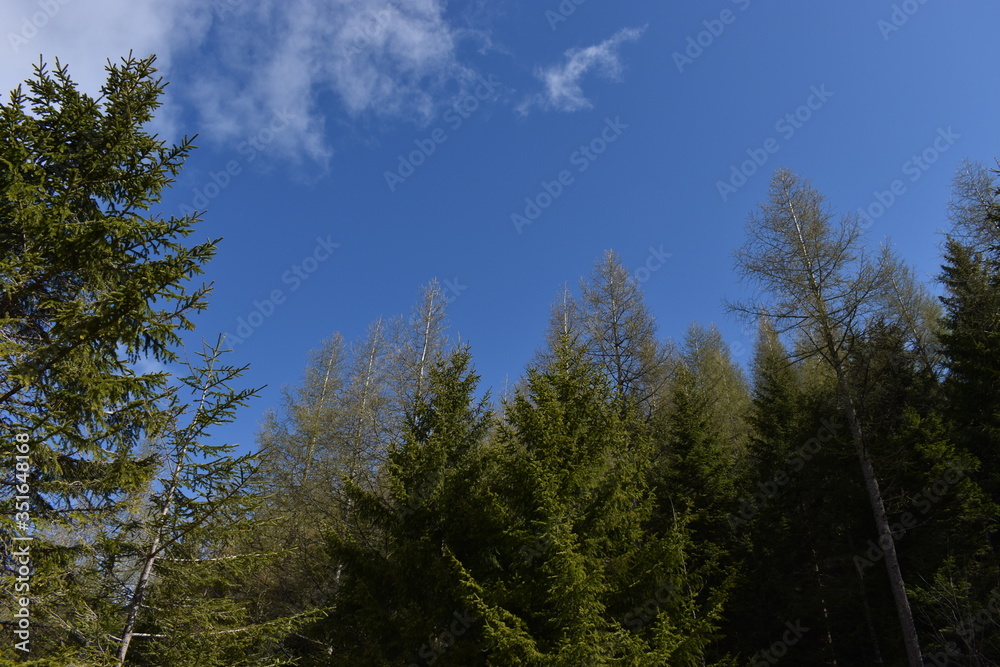 Bäume ragen dem blauen Himmel empor Liechtenstein im Mai 2020