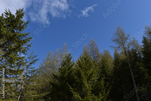 Bäume ragen dem blauen Himmel empor Liechtenstein im Mai 2020 © Robert