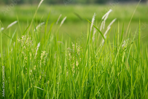 Green summer nature background with green grass. Spring floral landscape with green grass.