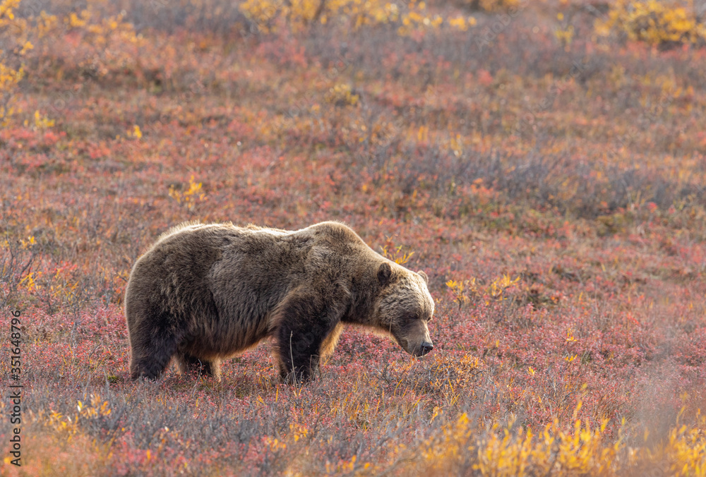 Obraz premium Grizzly Bear in Autumn in Denali National Park Alaska