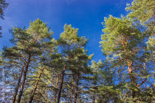 pine wood against the blue sky on a sunny day