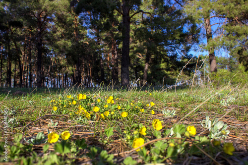 yellow primroses in a pine forest in the spring © Irina