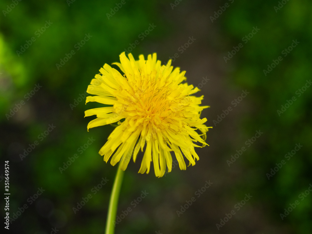 yellow dandelion flower spring nature