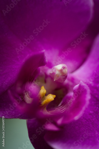 exotic magenta orchid