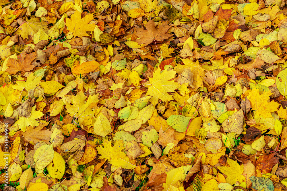 Fallen yellow maple leaves in the Park, texture, autumn concept Fallen yellow maple leaves in the Park, texture, autumn concept