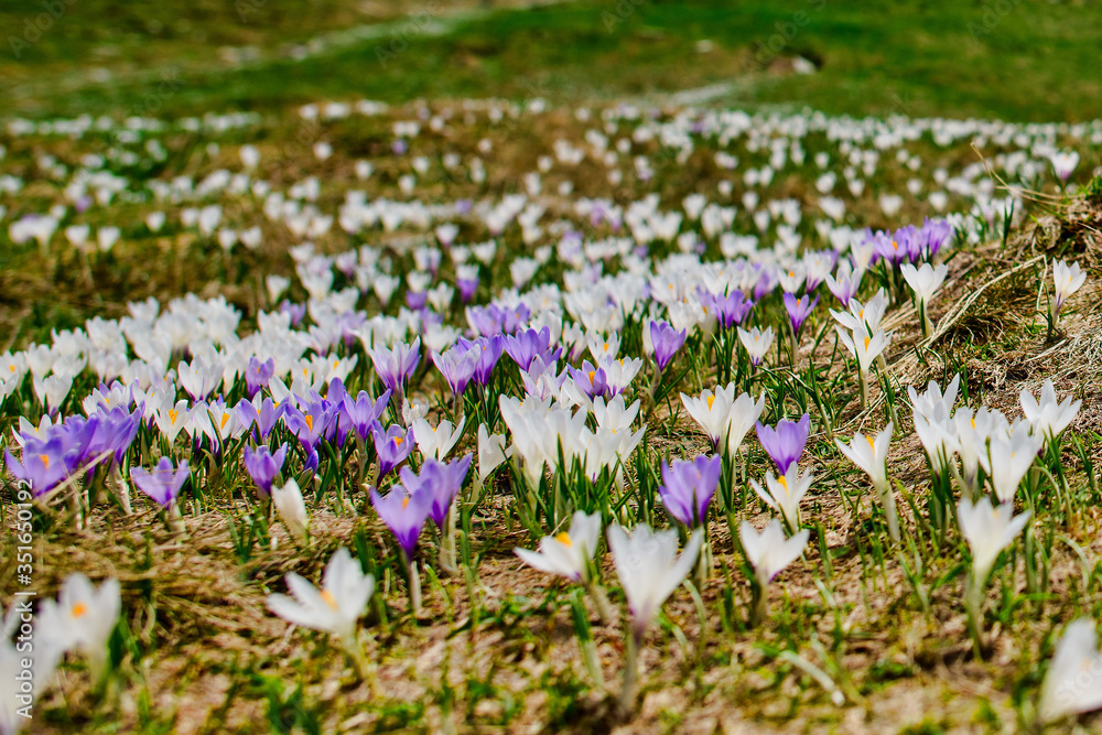 Crocus flowers shortly after the snow leaves room for the spring meadow in the mountains