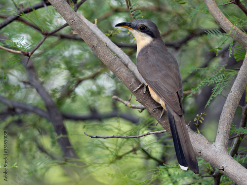 Mangrove cuckoo (Coccyzus minor) sitting in a tree, Costa Rica photo