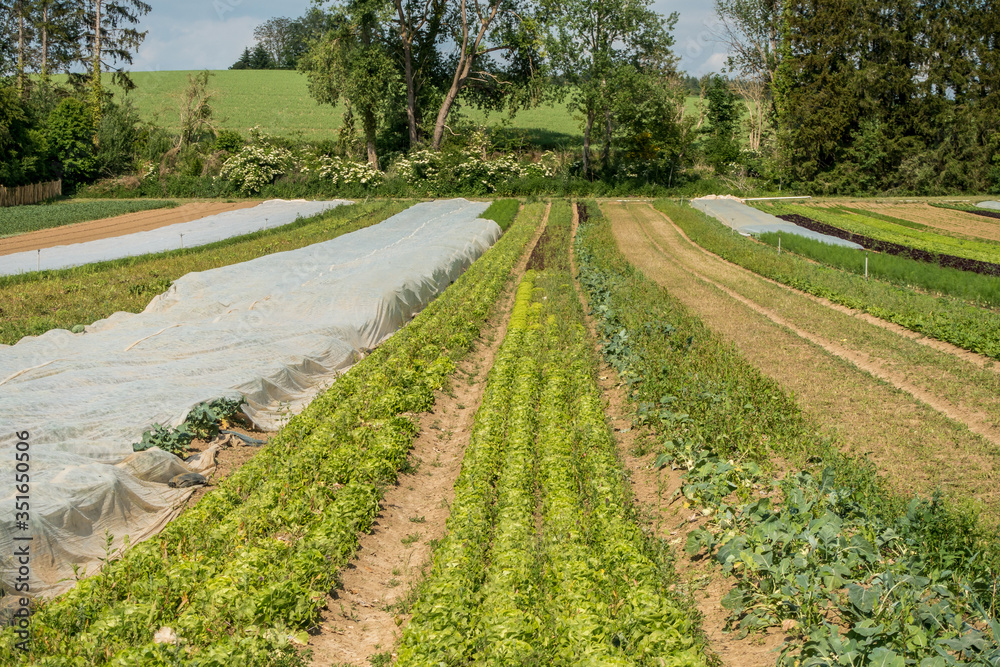 Naklejka premium Salat anbauen im Feld