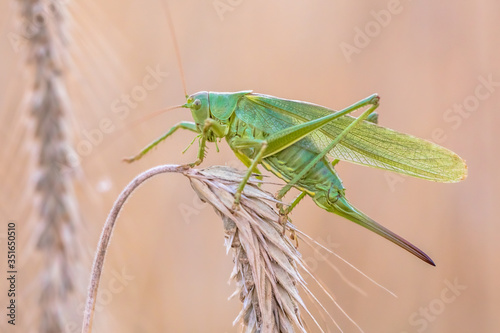 Great green bush-cricket