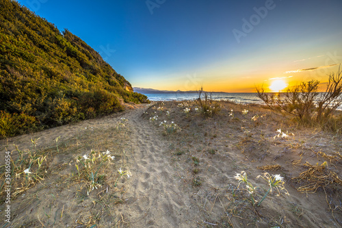 Illyrian sea lily photo