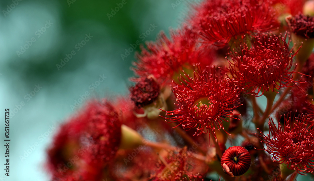 Red flowering gum tree blossoms and buds, Corymbia ficifolia Wildfire variety, Family Myrtaceae. Endemic to Stirling Ranges near Albany in on south west coast of Western Australia. Red flowering gum tree blossoms and buds, Corymbia ficifolia Wildfire variety, Family Myrtaceae. Endemic to Stirling Ranges near Albany in on south west coast of Western Australia.