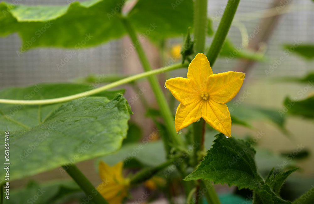 Yellow flower and cucumber leaves on a bed in a greenhouse Yellow flower and cucumber leaves on a bed in a greenhouse