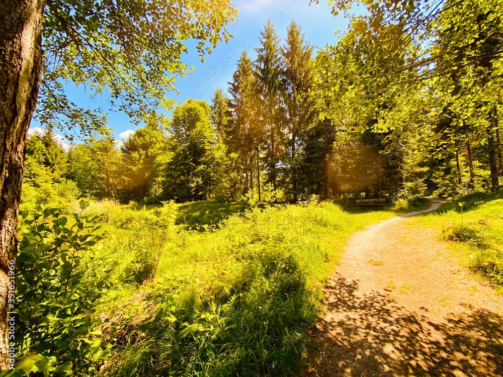 Fototapeta premium autumn in the forest