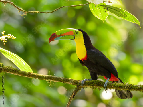 Canvas Print Keel-billed Toucan (Ramphastos sulfuratus) sitting on a branch in a tropical rai