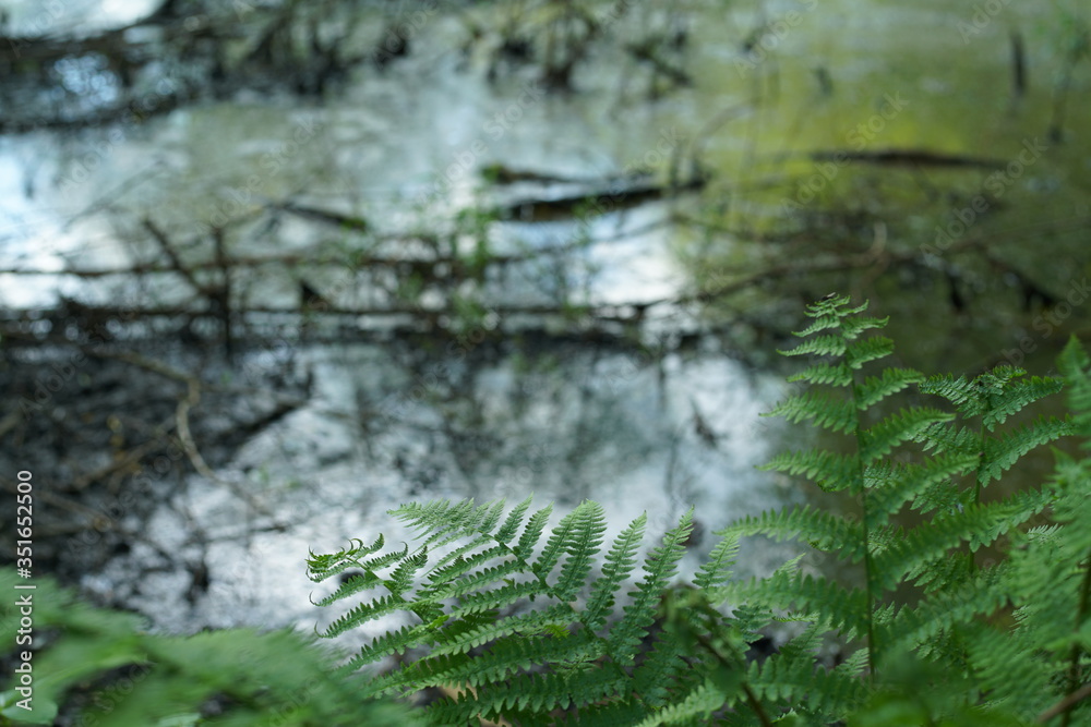 Obraz premium Farn Kraut am Rande eines Teichs